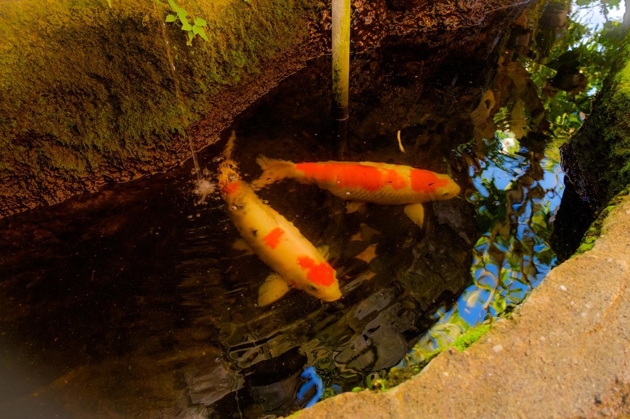 Bali Spring Cottages Ubud Dış mekan fotoğraf